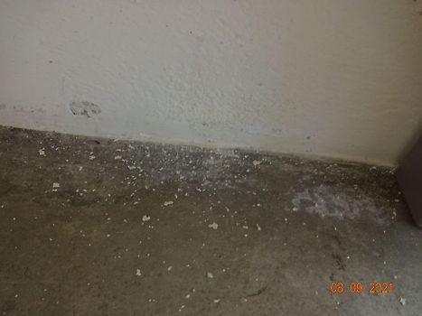 humidité et champignons 